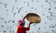 A Nepalese woman separates chaff from rice seeds in the traditional method of winnowing du...