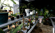 Several types of ornamental plants at the Kazaina Store, in Tamansari, Bogor Regency, West...