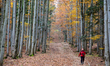 Hikers are seen walking in a forest amid Covid-19 pandemic in Beskidy mountains in the sou...