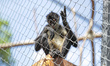 Monkey species that were rescued from circuses or natural disasters are found at the Akuma...