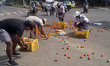 Traffic police personal and civilians help to collect tomatoes of a trolley rickshaw pulle...