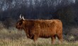 Highland cattle or Highland cow is a Scottish domesticated breed of rustic cattle, origina...