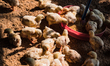  A view of Poultry farm, in Tehatta, India, on January 7, 2021.

Experts say bird flu or...