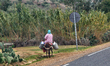 Woman riding on a donkey deep in the Riff Mountains (Rif Mountains) in Morocco, Africa. 