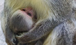 A two days -old and still no named monkey cuddles to her mother Alex at the Zoo of Bulgari...
