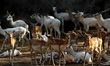 Deers are seen inside an enclosure at the National Zoological Park on the occasion of Worl...