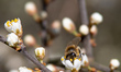 Close up of blossoms during the spring season in the Netherlands near Maas or Meuse river...