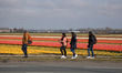 Tourists walking next to the beautiful tulip fields. Magic Dutch spring season with people...