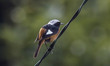 In this photo taken date is June 4, 2021  American Robin landed wire line near wetland in...