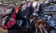 Ladakhi woman milking dzomos in front of her home a small village in Zanskar, Ladakh, Jamm...