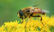 Hoverfly (Simosyrphus grandicornis) on yellow flowers in Toronto, Ontario, Canada. 