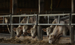 A herd of cows on a farm in Hottot-Les-Bagues, near Bayeux.On Friday, July 16, 2021, in H...