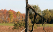 Broken tree on the farm with a colourful backdrop of Autumn colors in Guelph, Ontario, Can...