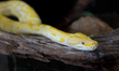 Albino Burmese Python (Python molurus bivittatus) in Ontario, Canada. The Burmese Python i...