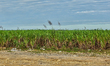 Sugar cane fields in the La Romana Province of the Dominican Republic on December 19, 2012...