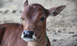 Small calf at a cow shed in Nagpur, Maharashtra, India, on July 12, 2010. Throughout India...