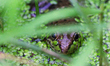 Green Frog (Lithobates clamitans) peaking its head out above some duckweed in a small pond...