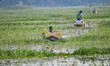 Farmer after collecting water lily from Arial Bill was coming to sell Water Lily in the re...