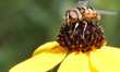 Hoverfly (Syrphidae sp) on a Black-eyed Susan flower in Toronto, Ontario, Canada, on Augus...