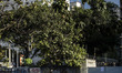 Homemade hot air balloon falls and gets stuck on the top of a building in the Pinheiros ne...