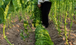 A man collects tobacco leaves near the village of Mustrak, Svilengrad, Bulgaria on July 21...