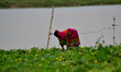 An indian lady farmer collects Ridged gourd in a farm on the banks of RIver Ganges,in Alla...