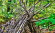 Makeshift Lean-To Shelter in the forest during the Autumn season in Markham, Ontario, Cana...