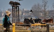 A boy looks on as Stray Dogs and Cows eat from the Garbage dump deposited near a damaged b...