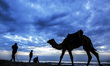 A Palestinian youth pulls his Camel in front of Gaza beach during sunset, on December 30,...