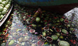 A street boy searching eatable watermelons from the polluted and filthy Buriganga River. B...