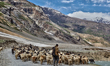Gujjar shepherds lead a large flock of sheep and goats along a mountain pass in Matayin, L...