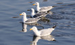 Jaipur : Seagulls birds at Mansagar Lake ' Jal Mahal' during the winter season in Jaipur ,...