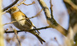 The brambling - Fringilla montifringilla, the small passerine bird in the finch family Fri...