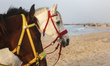 Horses at Gaza beach during sunset, on February 03, 2022. 
 