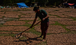 PULWOM- INDIAN CONTROLLED KASHMIR-INDIA -SEPTEMBER 16:  A Kashmiri worker dries walnuts af...
