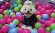 A dog sits in a pool full of plastic balls at the Thailand International Pet Variety Exhib...
