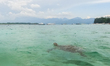 A view of underwater marine life of green turtle (Chlonia mydas) swim at Gili Trawangan in...
