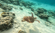 A view of underwater marine life of green turtle (Chlonia mydas) swimming at Gili Trawanga...