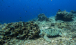 A view of underwater marine life of green turtle (Chlonia mydas) at Gili Trawangan in Lomb...