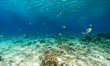 A view of underwater marine life a group of Sergeant Majorfish (Abudefduf vaigensis) swim...