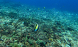 A view of underwater marine life a group of Moorish Idol (Zanclus comutus) swim at Gili Tr...