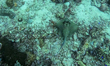 A view of underwater marine life of Kuhl mask ray (Neotrygon kuhlii) at Gili Trawangan in...
