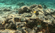 A view of underwater marine life a group of Sergeant Majorfish (Abudefduf vaigensis) swim...