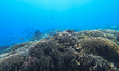 A view of underwater marine life a group of fish swim through corals at Gili Trawangan in...