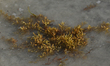 View of sargassum seaweed on the beach in Playa del Carmen.Sargassum continues to smother...