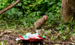 A wild Indian grey mongoose (Herpestes edwardsii) investigated and played with a discarded...