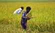 Farmer works in a paddy in a field at Rupohi village in Nagaon District of Assam ,India on...