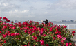 People take their selfies at Yamashita park with many flowers in Yokohama, Japan on 27 May...