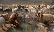 A Palestinian Bedouin man who takes care of sheep near clashes with Israeli troops near th...