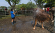 A young woman showers and washes a cow that will participate in the contests that took pla...